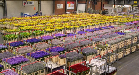 Цветочный аукцион в Нидерландах