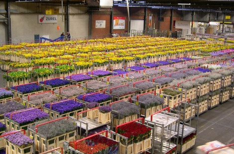 Цветочный аукцион в Нидерландах