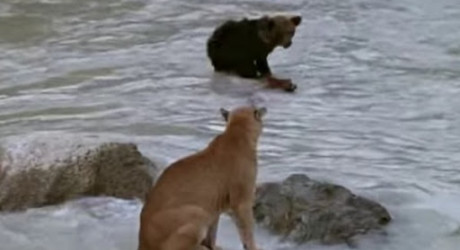 Медвежонок против Пумы