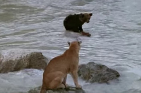 Медвежонок против Пумы