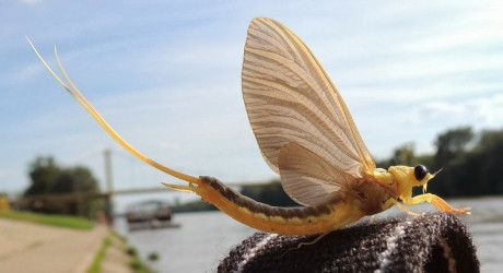 «Цветение Тисы» - уникальное природное явления в Венгрии