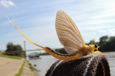 «Цветение Тисы» - уникальное природное явления в Венгрии