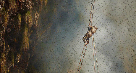 Непальские охотники за мёдом