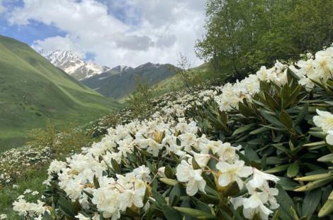 Поездка в ущелье Цмиаком на цветение рододендронов