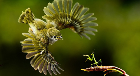 10-ка самых интересных моментов, запечатлённых на фото