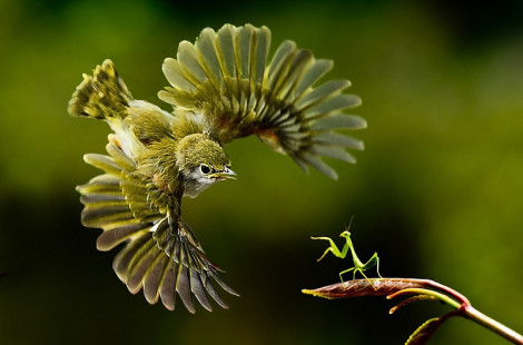 10-ка самых интересных моментов, запечатлённых на фото