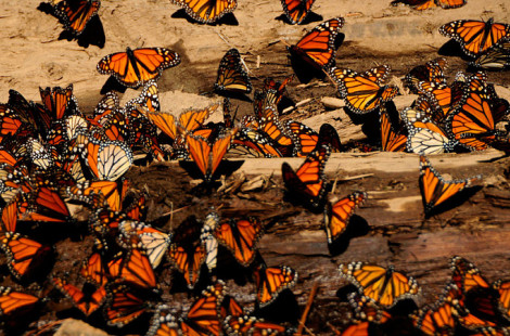Великая путешественница бабочка Данаида монарх