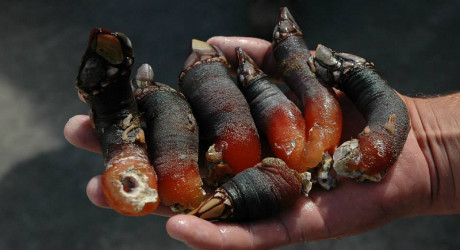 Рискованная охота за ракушками «Гусиная шея» в Испании