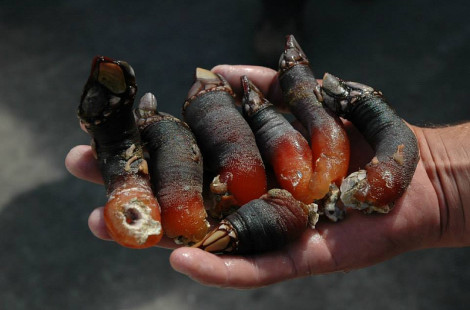 Рискованная охота за ракушками «Гусиная шея» в Испании