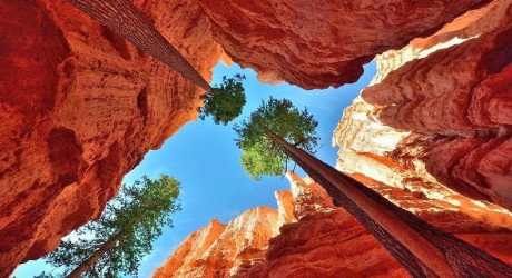 Аномально высокие сосны Пондероса в национальном парке Брайс-Каньон в США