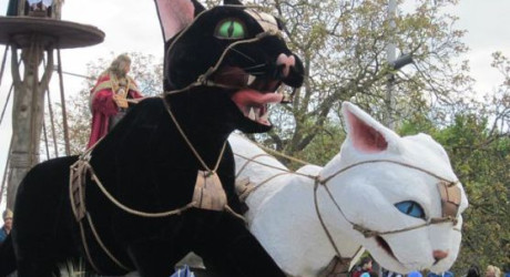 Kattenstoet – фестиваль кошек в Бельгии