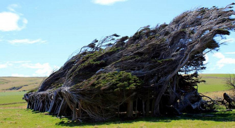 Невообразимые деревья Новой Зеландии