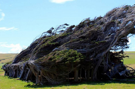 Невообразимые деревья  Новой Зеландии