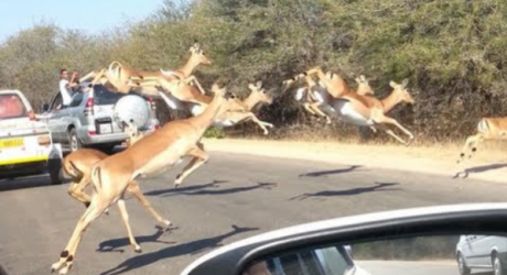 Антилопа запрыгнула в джип с туристами во время сафари