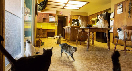 Королевский кошкин дом