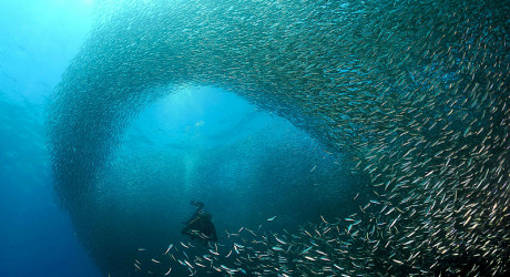 Великий ход сардин в Южной Африке. Фото и видео