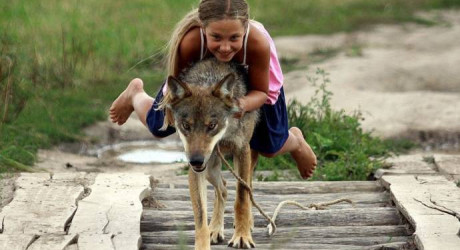 Волчья семья