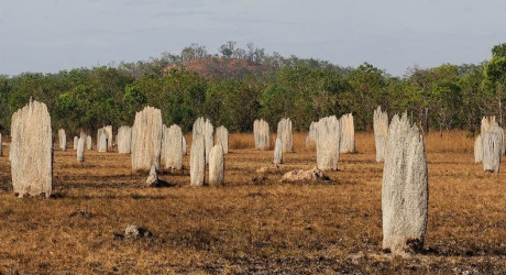 Термитники в Австралии, которые таинственным образом ориентированы на магнитное поле Земли