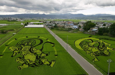 Уникальные рисунки на рисовых полях в Японии