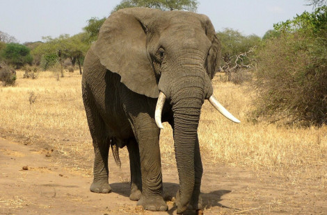 Слон и наложившие в штаны туристы. Сафари в ЮАР