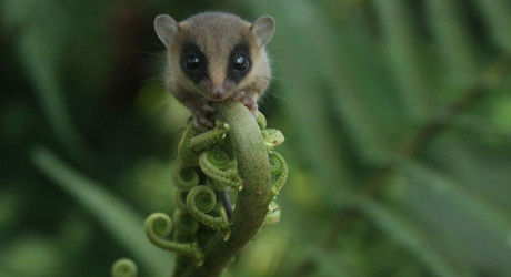 Mashpi Lodge – отель в диких лесах Эквадора, который предлагает прокатиться над лесом