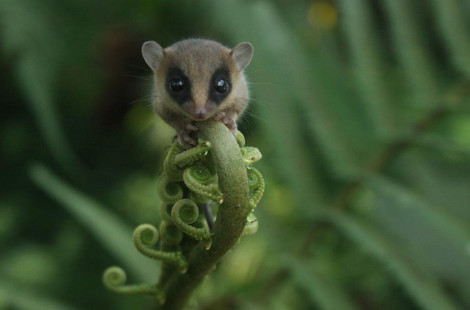 Mashpi Lodge – отель в диких лесах Эквадора, который предлагает прокатиться над лесом