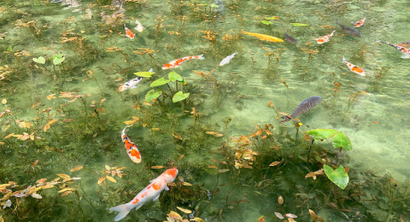 Впечатляющий пруд Nemichi Shine – водоём, сошедший с полотен Клода Моне