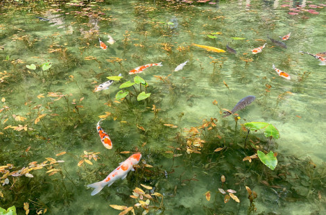 Впечатляющий пруд Nemichi Shine – водоём, сошедший с полотен Клода Моне