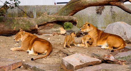 Новые жертвы датского зоопарка: 2 льва и 2 львенка