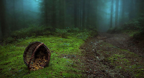 Самые удивительные леса со всего мира