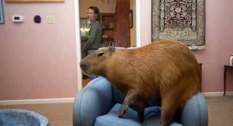 Домашняя Капибара