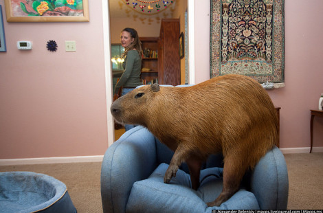 Домашняя Капибара