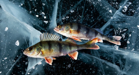 Рыбалка на Байкале — где, когда, и что ловят?