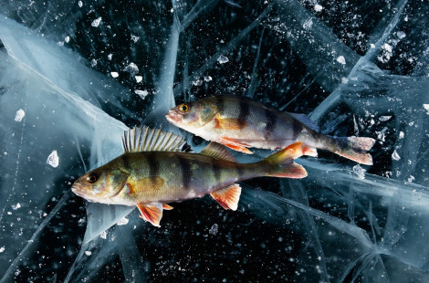 Рыбалка на Байкале — где, когда, и что ловят?