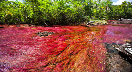 Каньо-Кристалес — одна из самых красивых рек на Земле