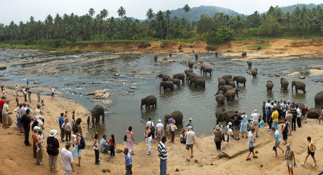 Пиннавела – питомник слонов на Шри-Ланке. Фото и Видео