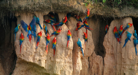 Почему попугаи Ара поедают глину? Рассказываем секрет завораживающего зрелища