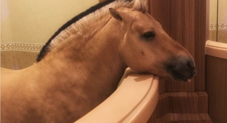 Самый роскошный конный клуб в мире