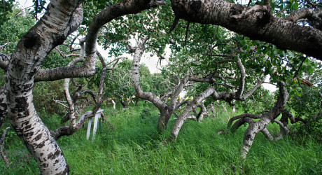 Обычная роща скрученных осин в городе Саскачеван в Канаде
