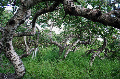 Обычная роща скрученных осин в городе Саскачеван в Канаде