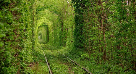Топ-4 самых красивых «живых» тоннелей из деревьев