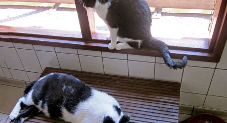 De Poezenboot – плавучий приют для кошек в Амстердаме