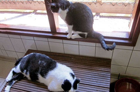 De Poezenboot – плавучий приют для кошек в Амстердаме