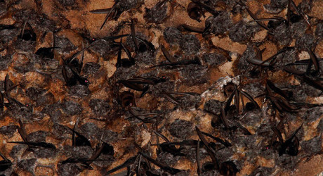 Гомантонг – самая отвратительная пещера в мире