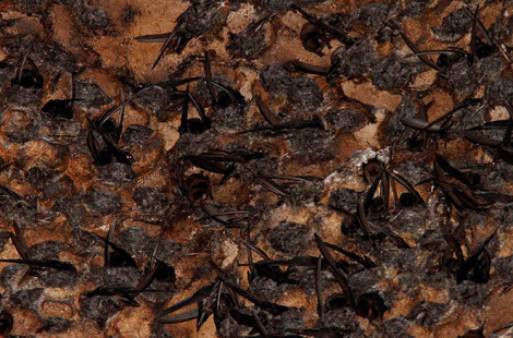 Гомантонг – самая отвратительная пещера в мире