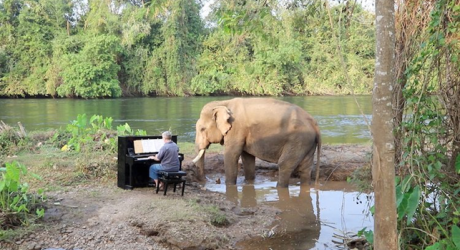 Концерт классической музыки для тайского слона