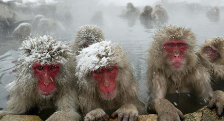 В Японии обезьяны принимают спа-процедуры в горячих источниках