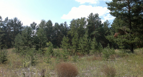 Реликтовый ленточный лес