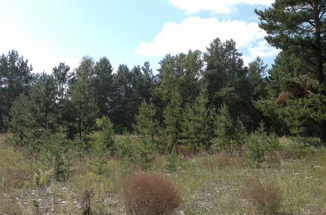 Реликтовый ленточный лес