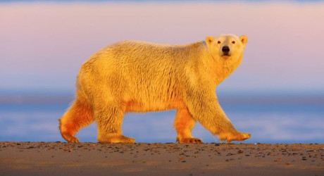 Какого цвета полярный медведь: белого, коричневого или зелёного?